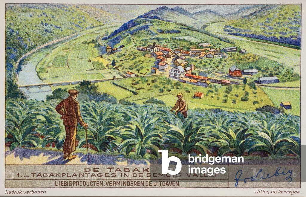 Liebig Chromos. Trade card. Series 1407, tobacco production, no 1, tobacco plants at the Semois valley. 1939.