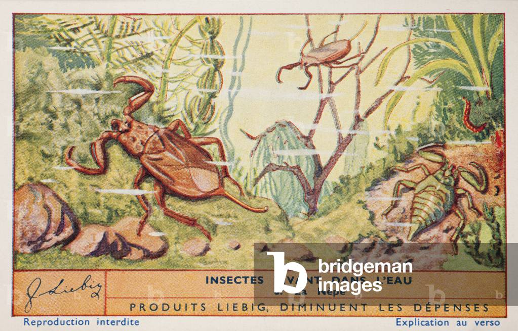 Insects living in the water, no 6, Nepa cinerea a species of water scorpion (Nepidae). 1937 (lithograph)