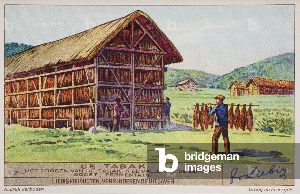 Liebig Chromos. Trade card. Series 1407, tobacco production, no 2, kiln hanging. 1939.