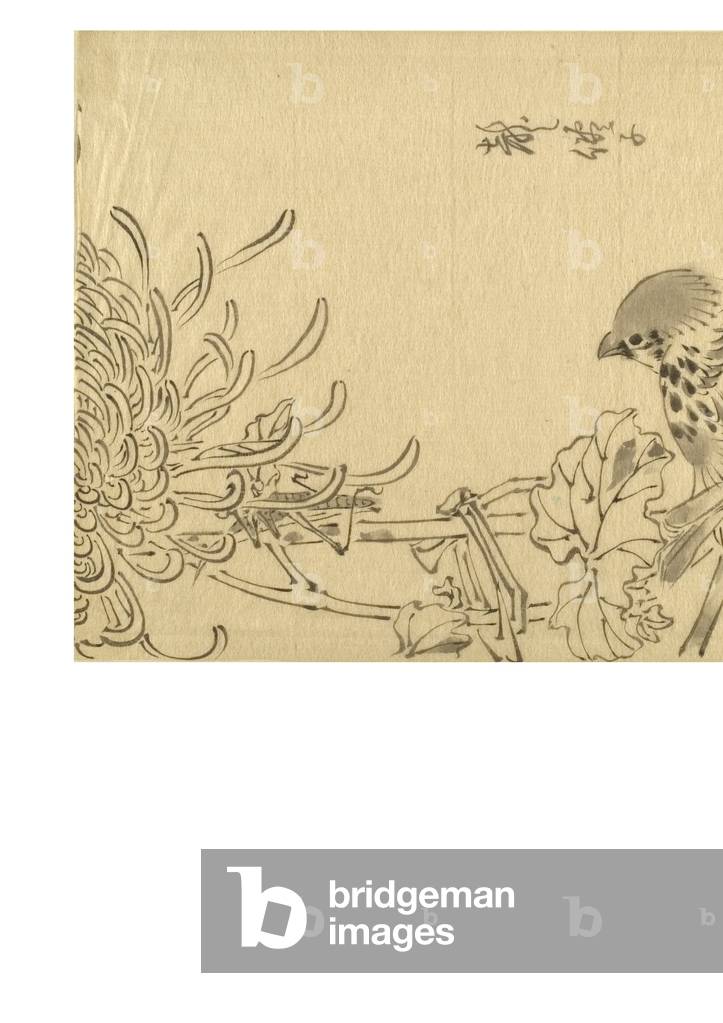 Bird and chrysanthemum, c.1895-1905 (ink on paper)