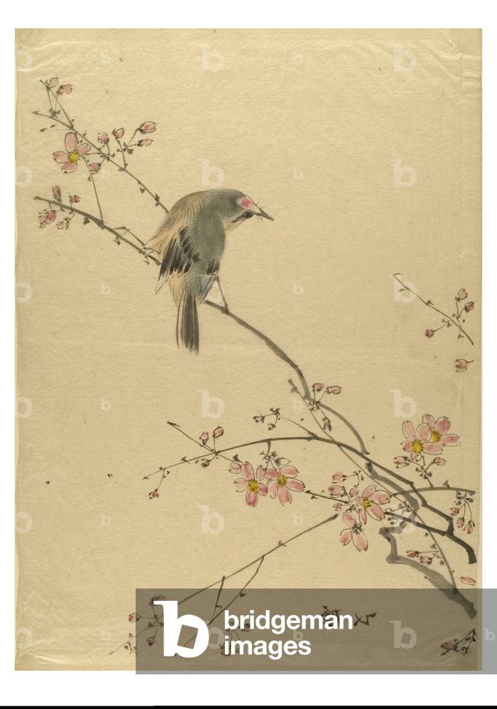 Bird on a cherry blossom branch, c.1895-1905 (ink on paper)