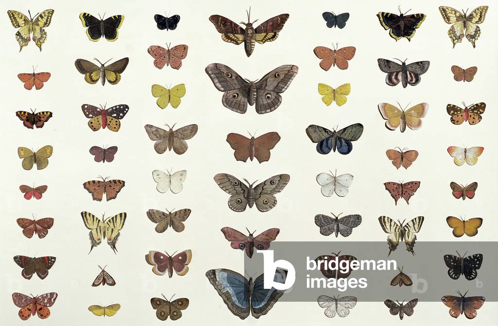 A collage of butterflies and moths including the Camberwell Beauty, the British Swallowtail, the Scarce Swallowtail, the Peacock and the Small Tortoiseshell, c.1830 (print of 104967)