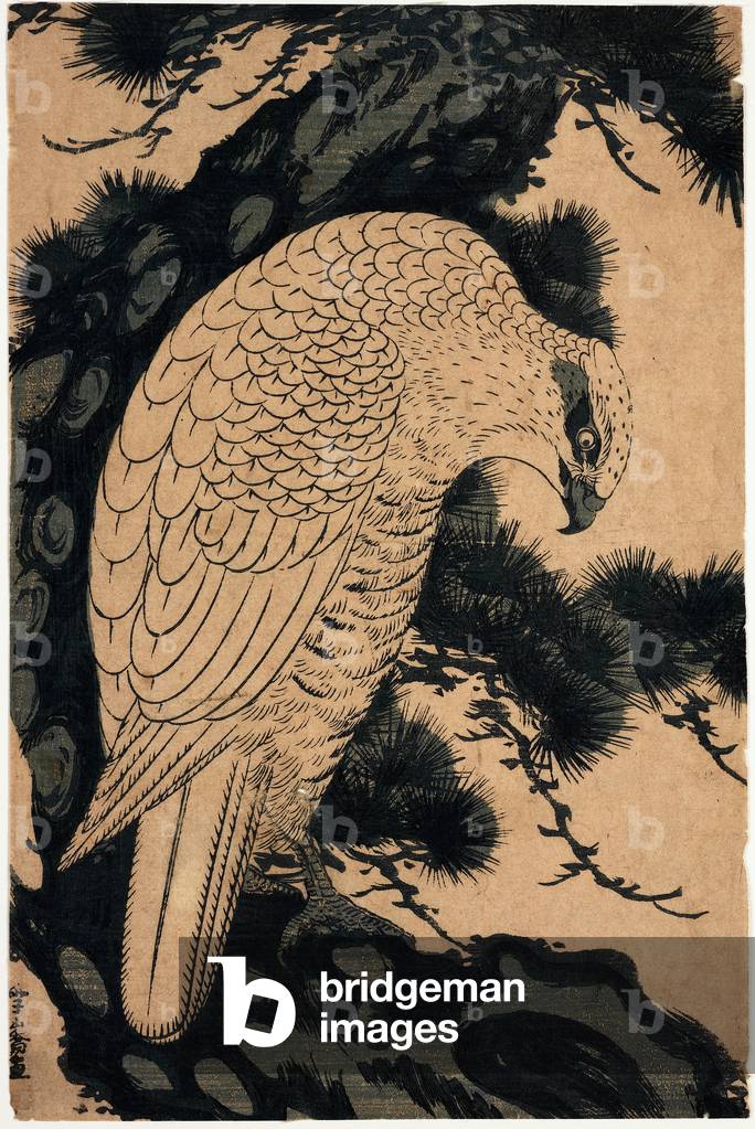 White eagle on pine bough (Aiban) (woodblock print)