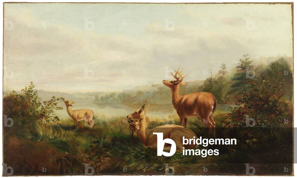 Adirondack Deer (oil on canvas)