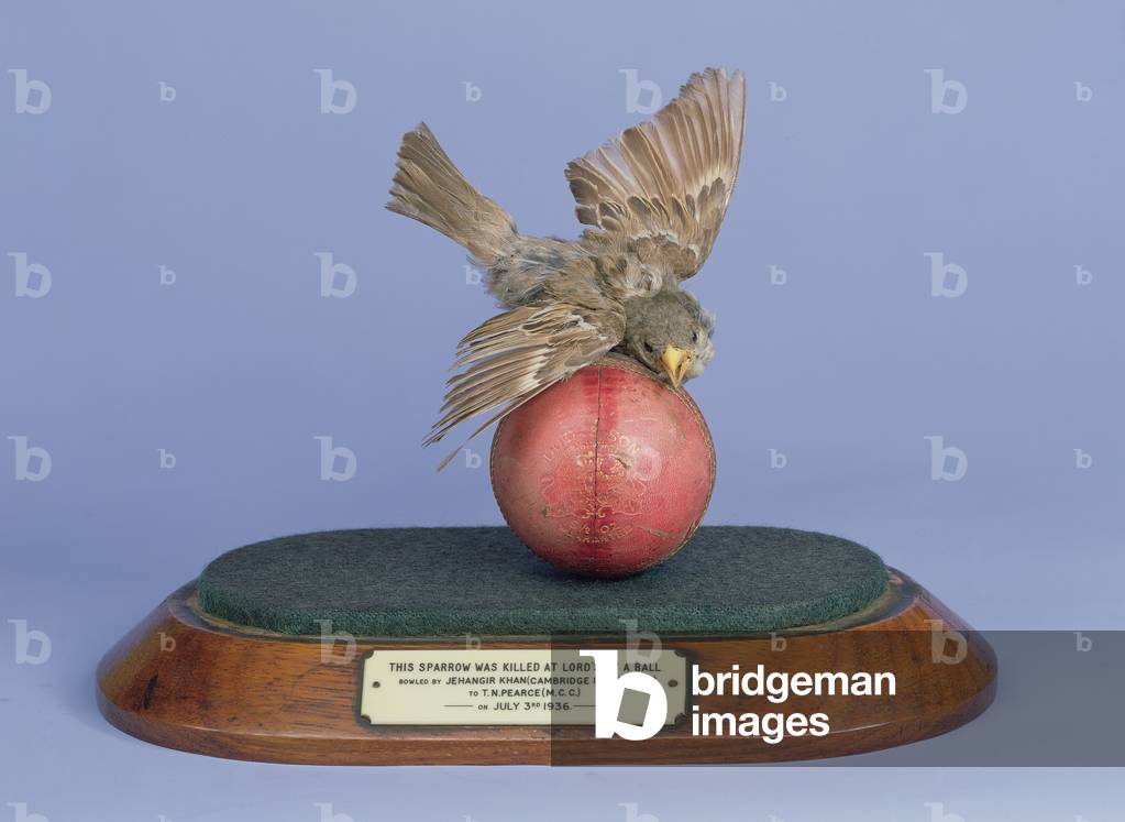Sparrow hit by a cricket ball at Lord's, July 3rd 1936