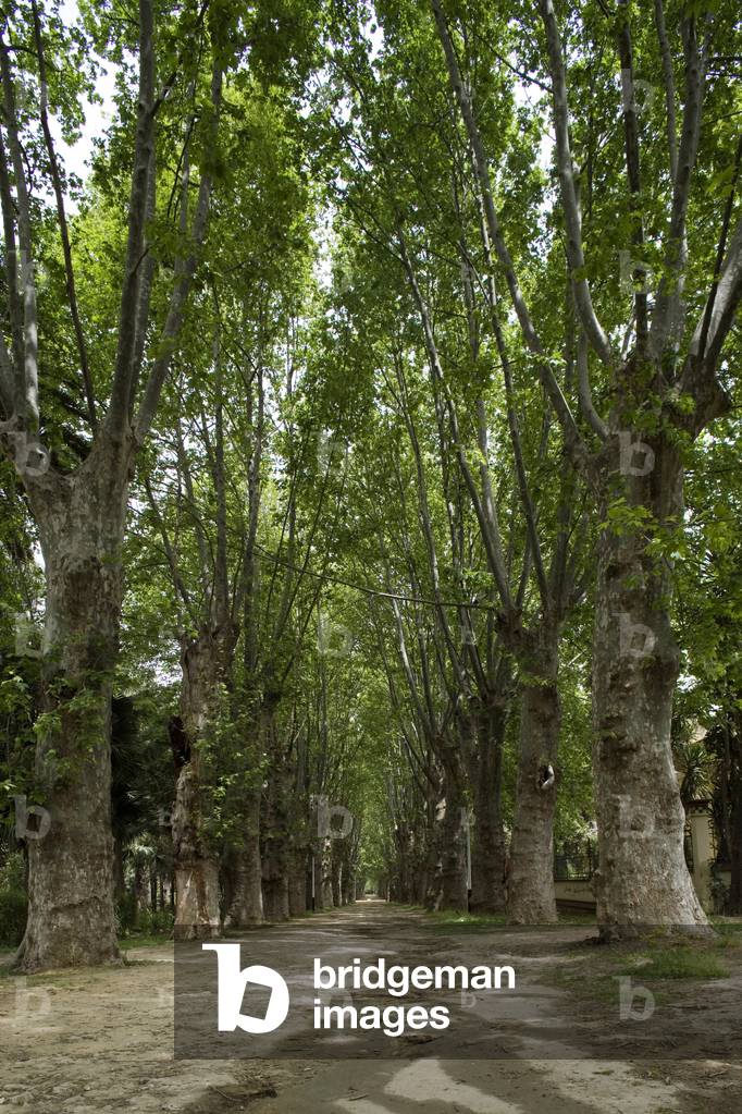 Hamma Essay Garden, Algiers, Algeria. Built in 1832. Photography 20/09/07