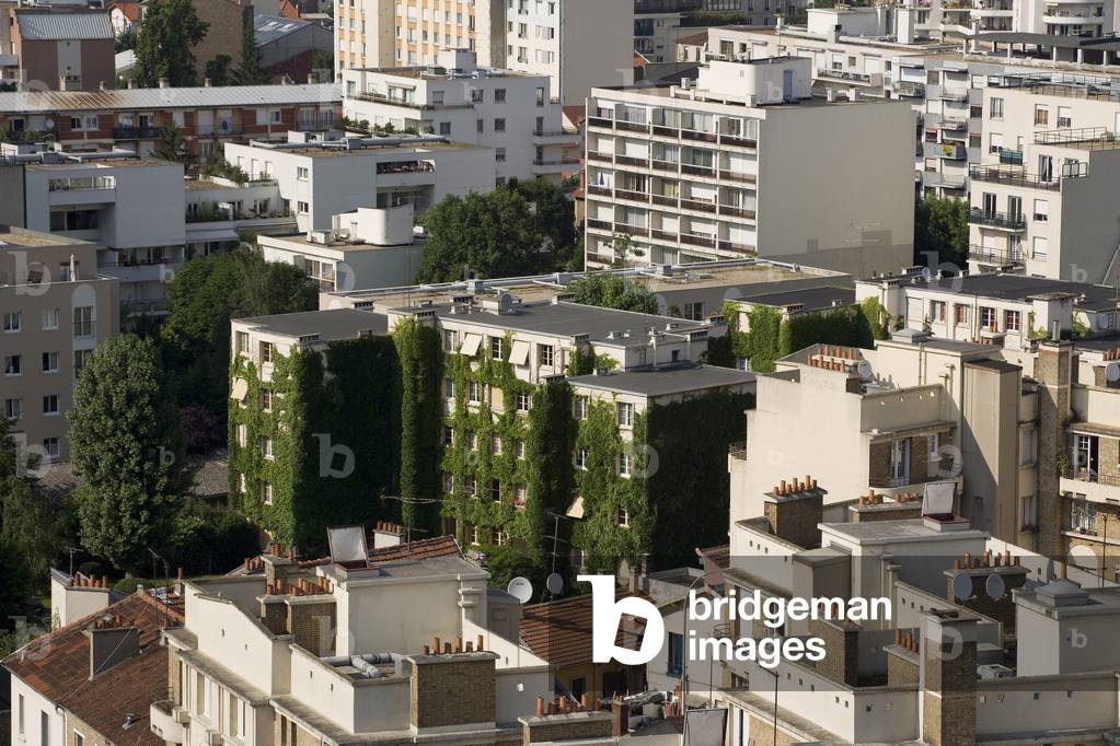 Doves, in the Hauts de Seine. Photography 25/06/08.