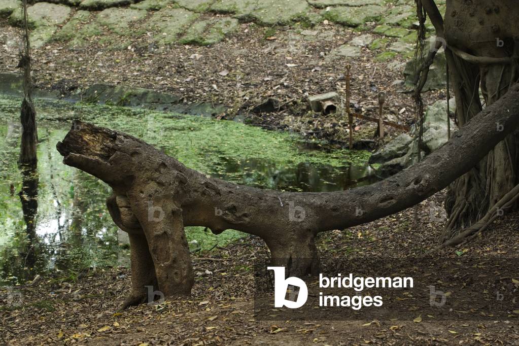 Hamma Essay Garden, Algiers, Algeria. Built in 1832. Photography 20/09/07