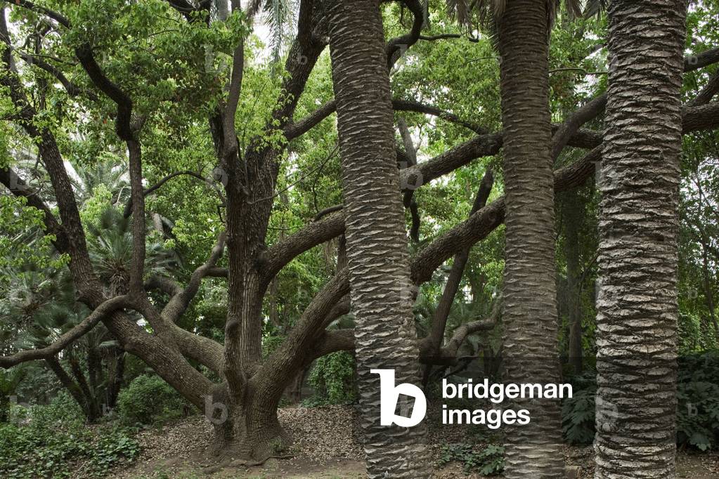 Hamma Essay Garden, Algiers, Algeria. Built in 1832. Photography 20/09/07