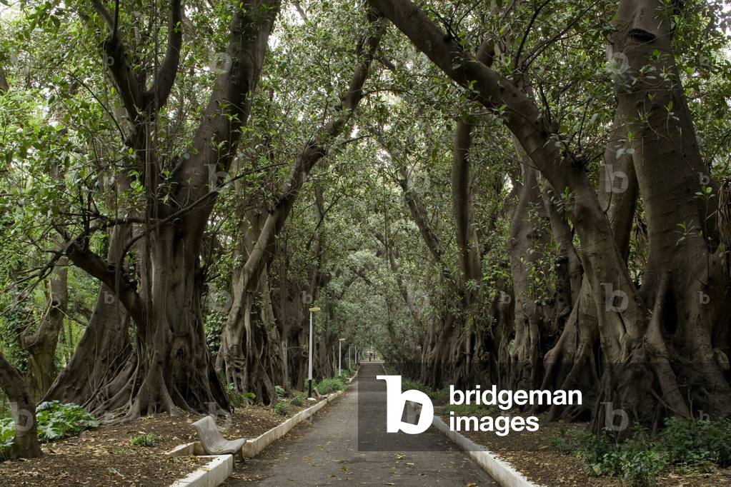 Hamma Essay Garden, Algiers, Algeria. Built in 1832. Photography 20/09/07