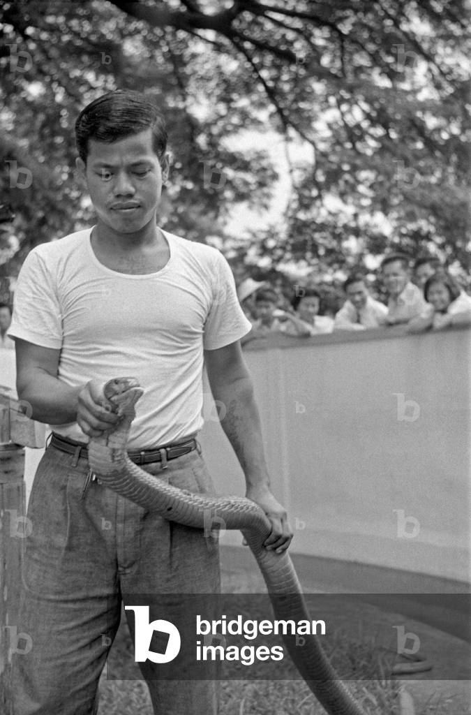 Thai snake trainer holding the head of a cobra to take out the poison, Bangkok, 1961 (b/w photo)