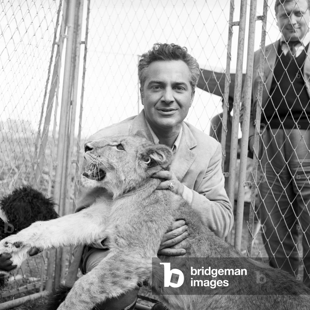 Rossano Brazzi hugging a lion cub, Italy, 1957 (b/w photo)