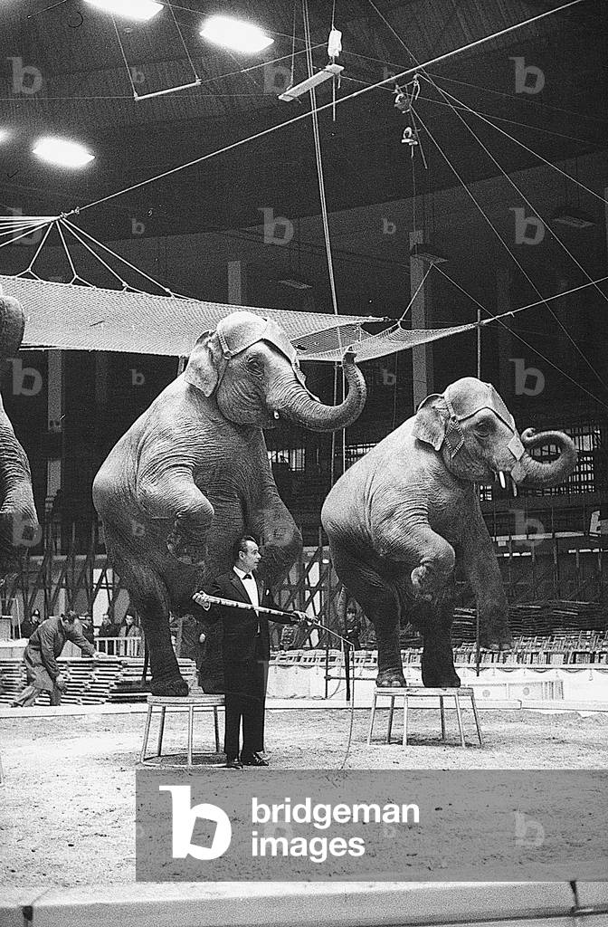 Togni Circus show (photo)
