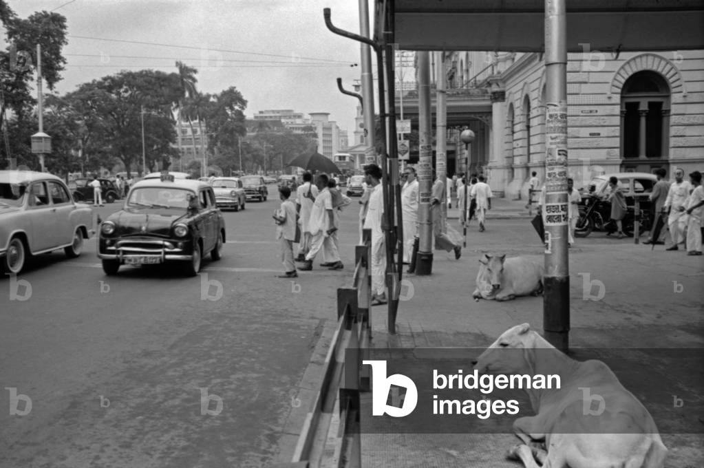 Cattles on a street, Kolkata, India, 1962 (b/w photo)