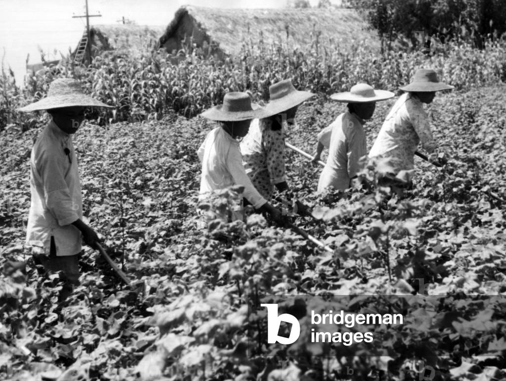 Workers in a cotton field