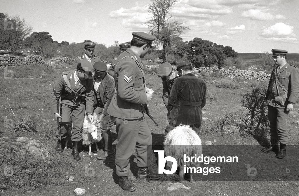 Police check of the propriety of a flock of sheep