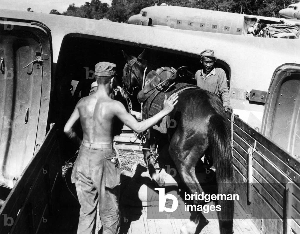 Air transport of horses to China
