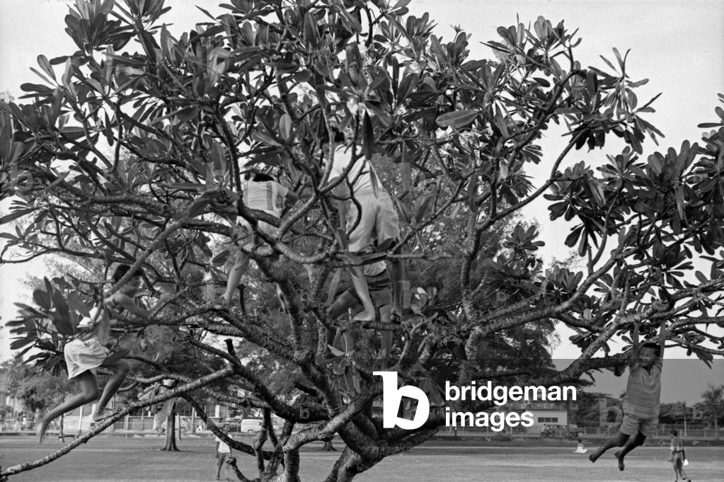 Children climbing a tree, Singapore, 1962 (b/w photo)