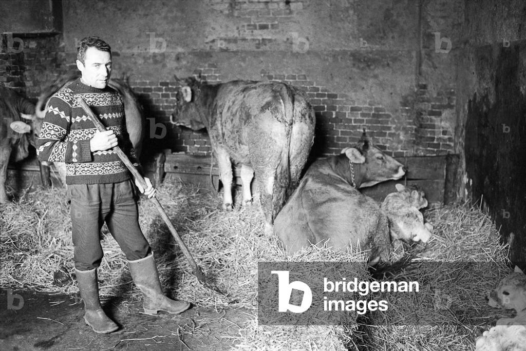 A breeder from Biella piling the hay in a barn, Italy, 1968 (b/w photo)