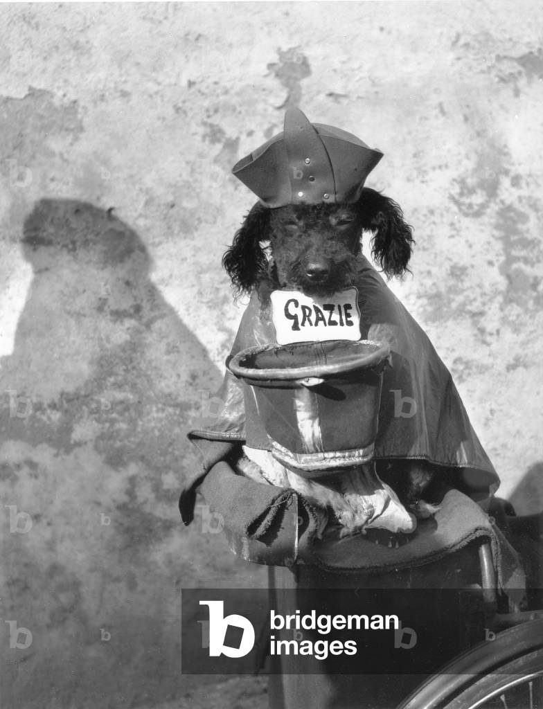 A dog dressed up to beg, Italy, 1950 (b/w photo)
