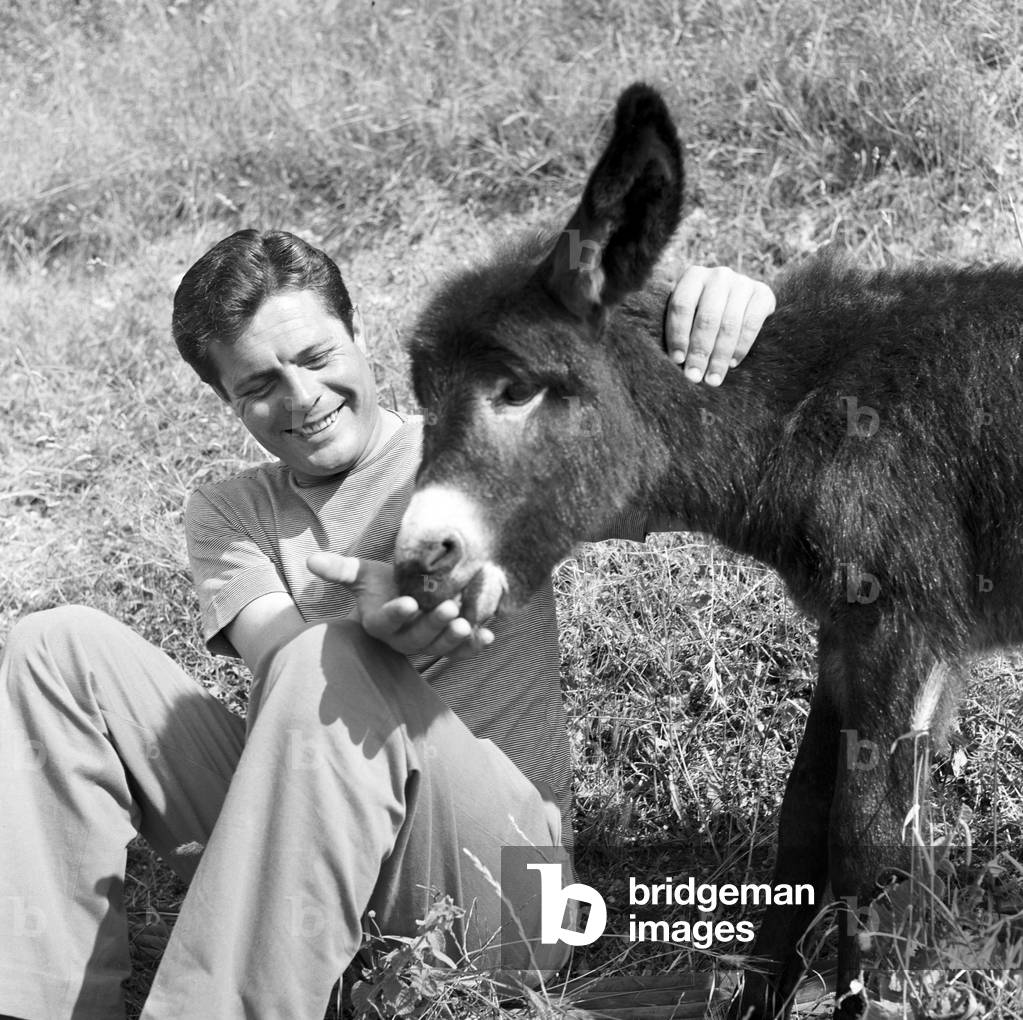 Marcello Mastroianni with a donkey during a break on the set of The Law, Italy, 1958 (b/w photo)
