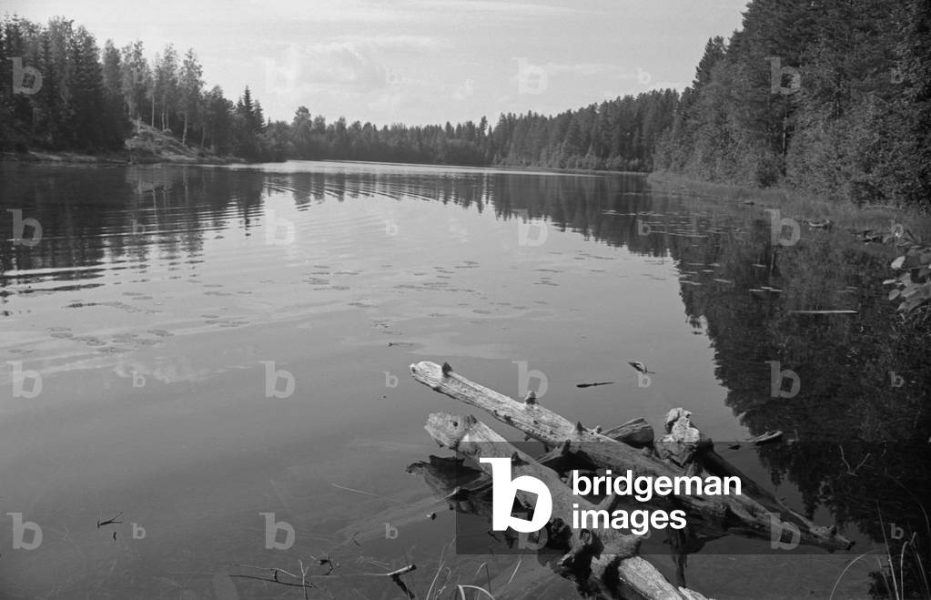 Two tree trunks floating on the lake waters, Finland, 1960s (b/w photo)