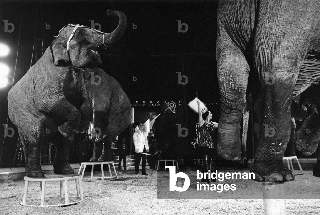Moira Orfei during a circus performance, Italy