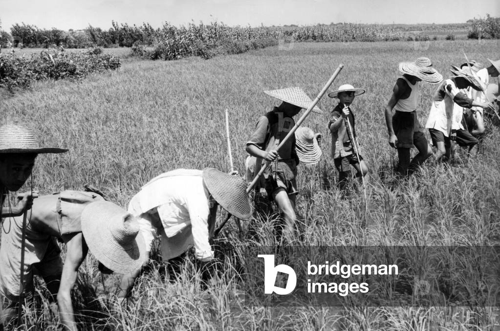 Cleaning a rice field