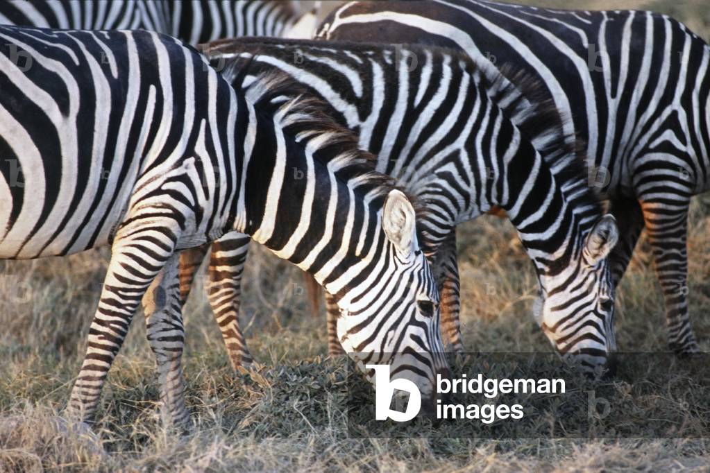Zebras in Amboseli National Park, Kenya, 1986 (photo)