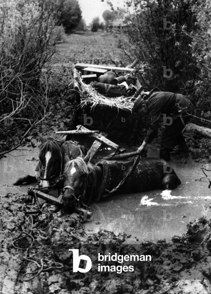 Horses trapped in a pond