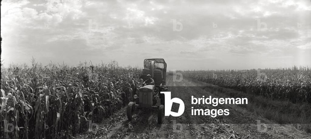 Worker in a field (b/w photo)