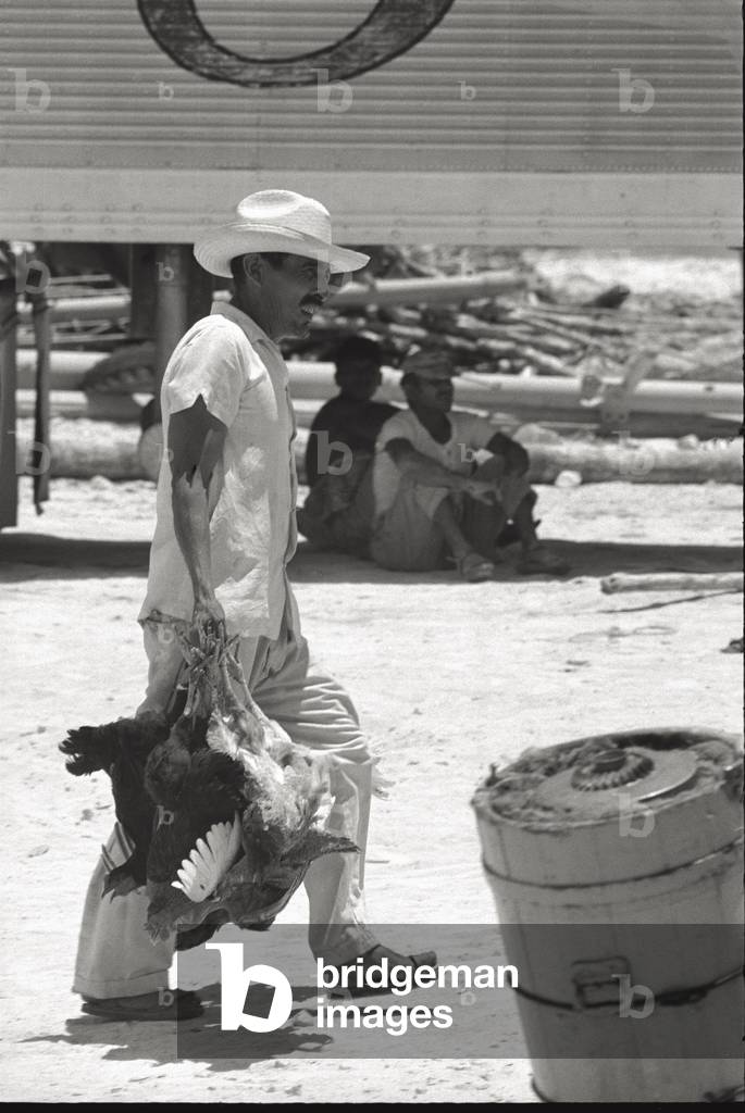 A Mexican man carries 4 hens by their tied up legs