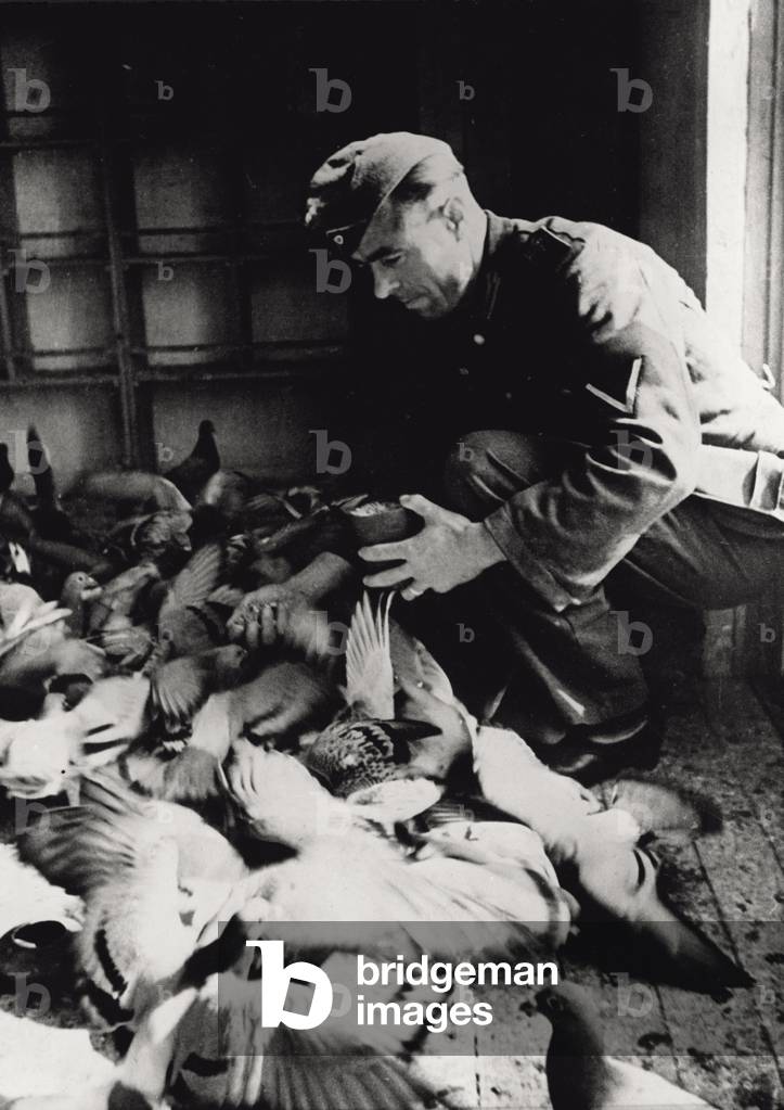 German soldier feeding carrier pigeons