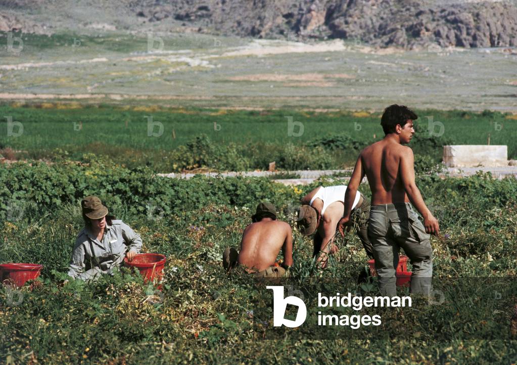 Soldiers of an Israeli 'Nahal' are picking tomatoes, Argaman, Jordan, 1971