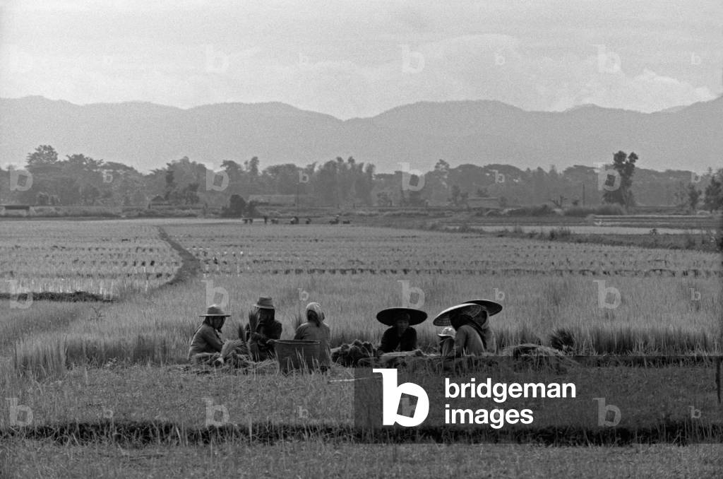 Thai women working in a rice-field during a break, Bangkok, 1961 (b/w photo)