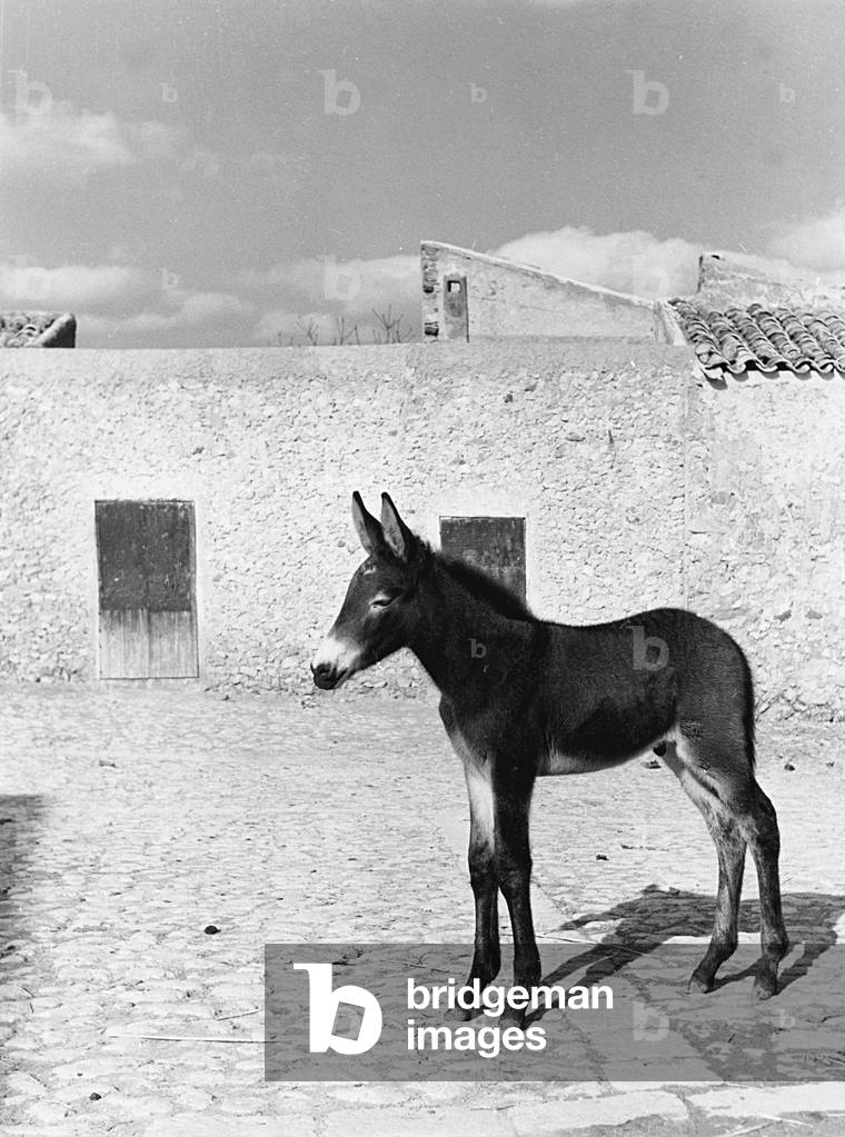 A foal, Italy, 1950 (b/w photo)