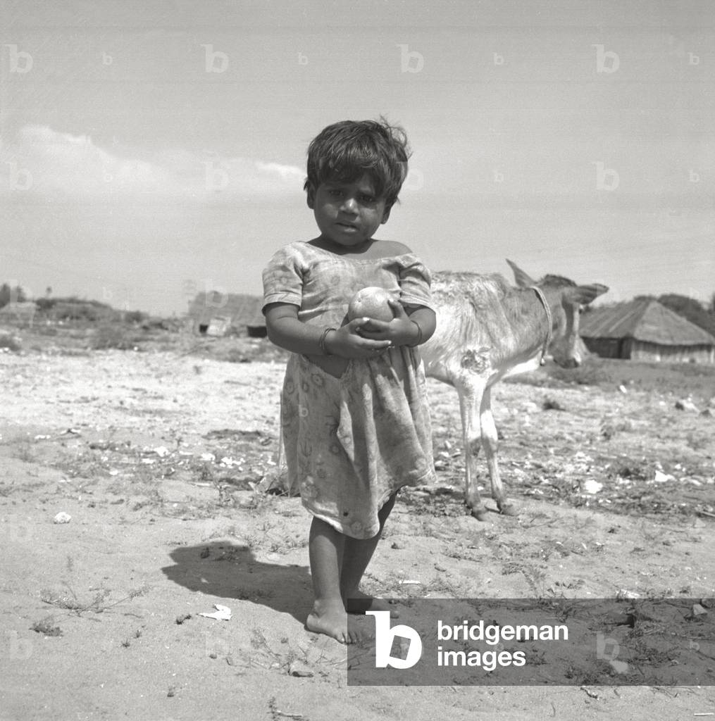 A baby girl with a fruit in her hands, next to a calf, in the outskirts of Madras, 1966 (b/w photo)