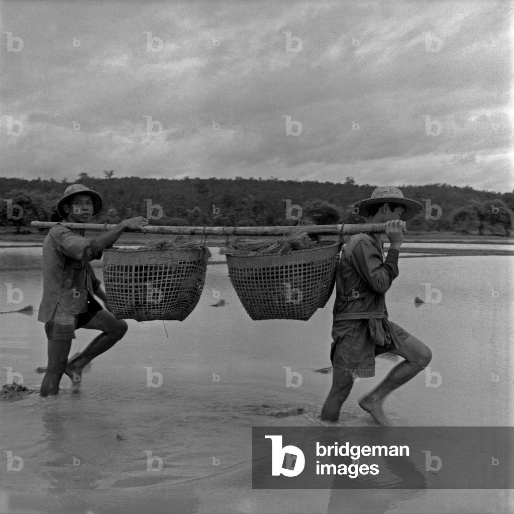 Thai peasants carrying the spikes they just harvested in a rice-field, Bangkok, 1961 (b/w photo)