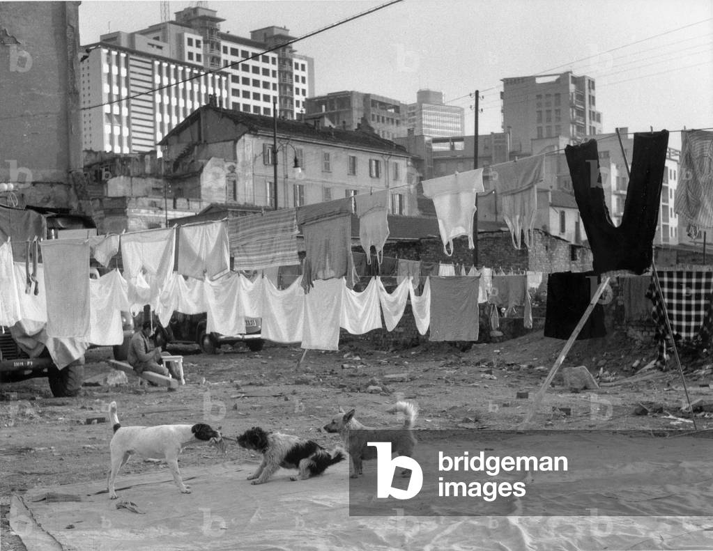 Dogs playing in a courtyard, Italy, 1950 (b/w photo)