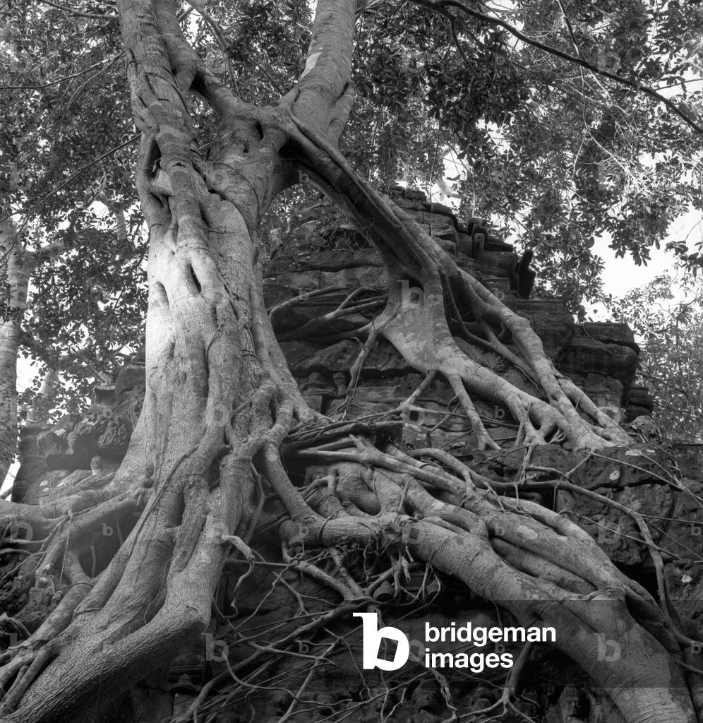 A detail of Ta Prohm, a temple built between the 12th and 13th century in Bayon style, Angkor, Cambodia, 1960s (b/w photo)