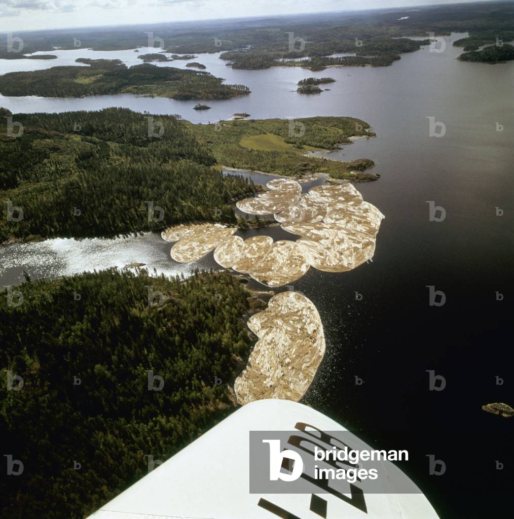 Aerial view of a Finnish lake, Some cut down trees tied together to form an islet, Finland, 1960s (b/w photo)