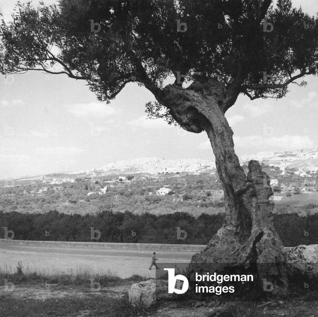 An olive tree in Agrigento, Agrigento, Italy