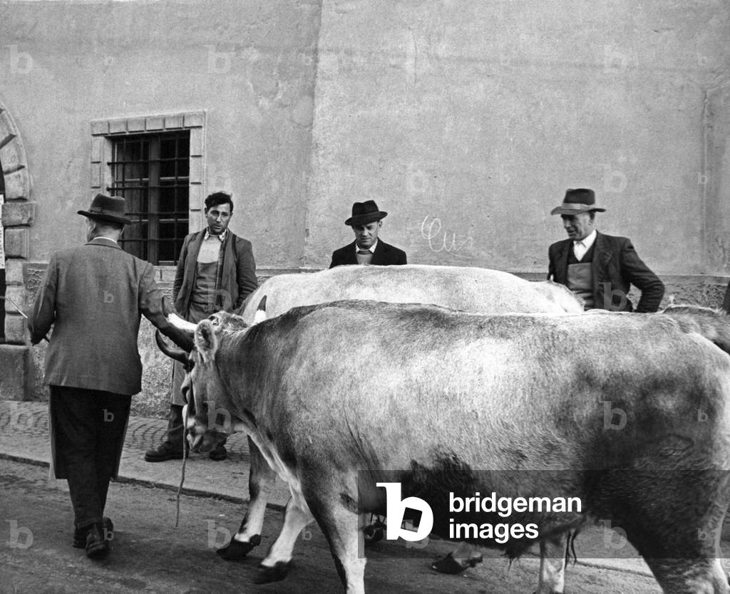 A man driving oxen on a street in Termeno, Termeno, Italy