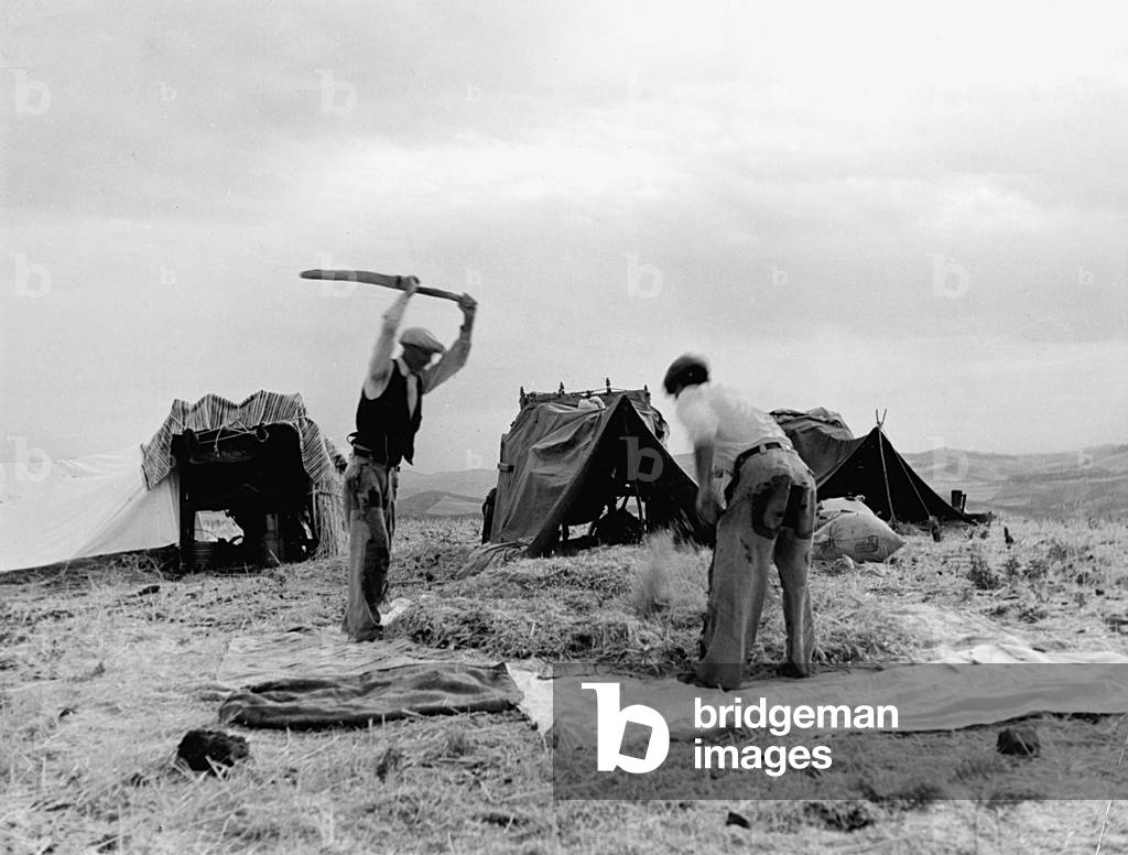 Sicilian farmers at work, Italy, 1950 (b/w photo)