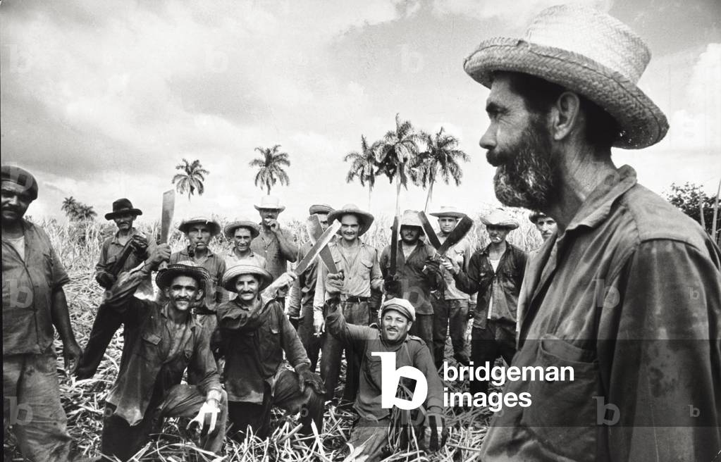 Sugar cane harvesters, 1964 (b/w photo)