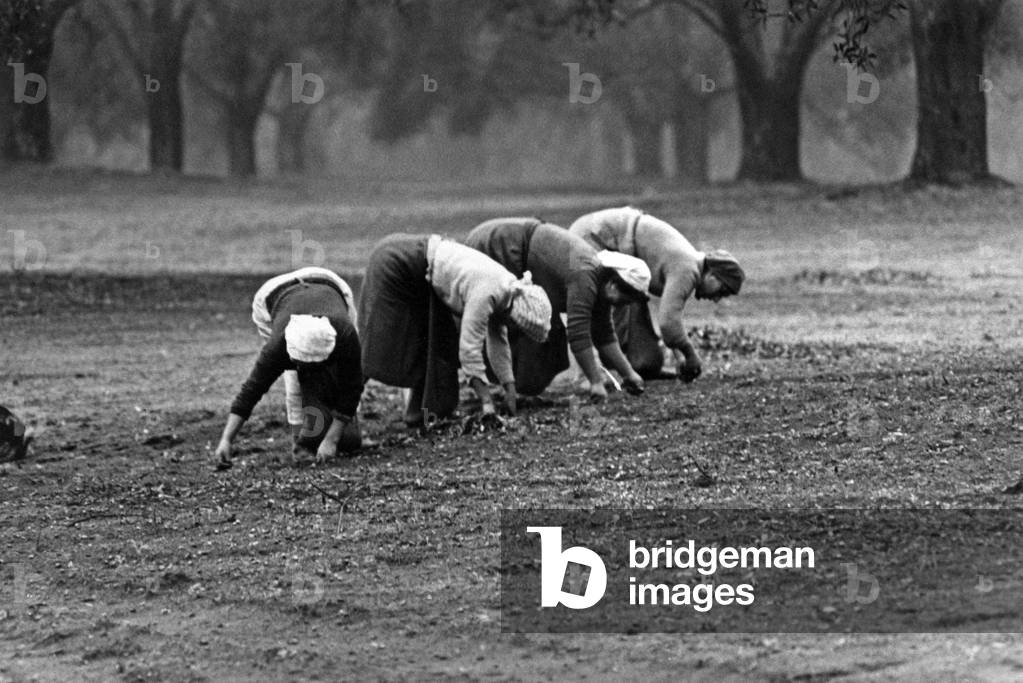 Olives pickers, Gioia Tauro, Italy