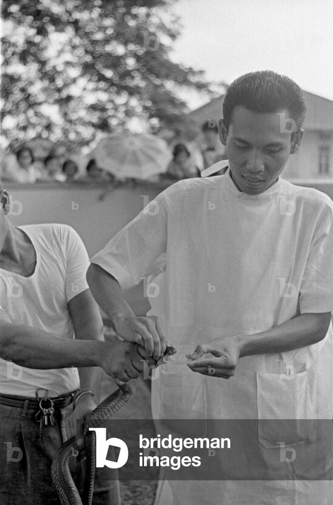 Thai snake trainer holding the head of a cobra to take out the poison, Bangkok, 1961 (b/w photo)