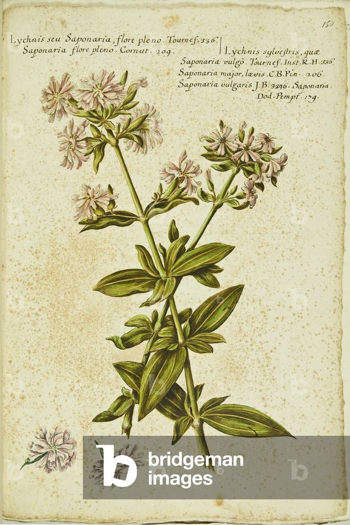 Hortulus botanicus pictus sive collectio plantarum