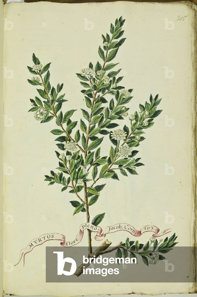 Hortulus botanicus pictus sive collectio plantarum