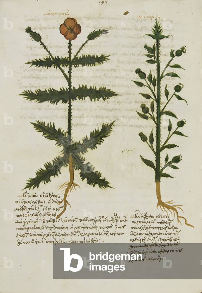 Ex herbario graeco manuscripto